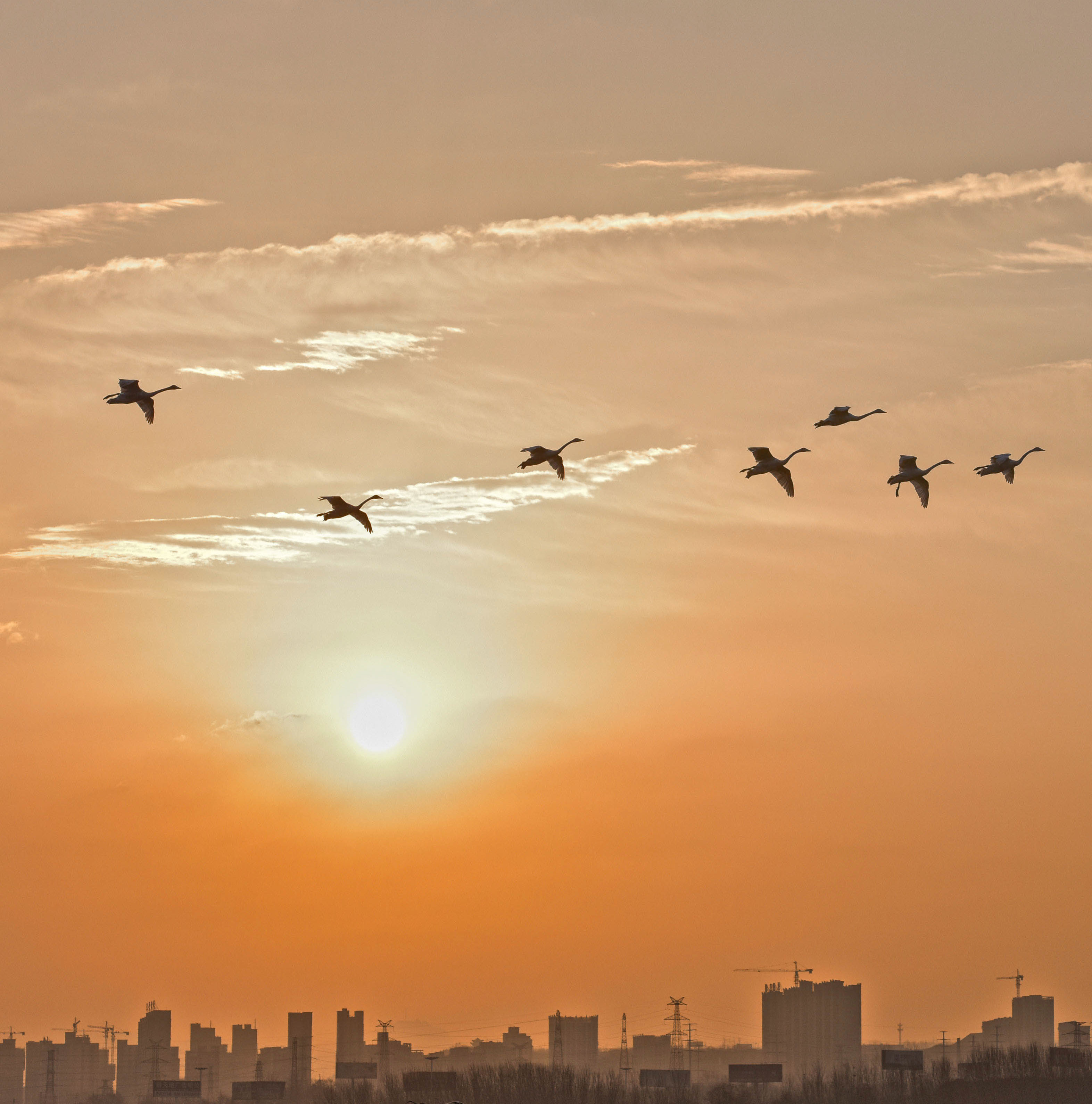 黄昏的半空中飞过一队大雁,它们迎风展翅,身姿轻盈,在夕阳下划出一道